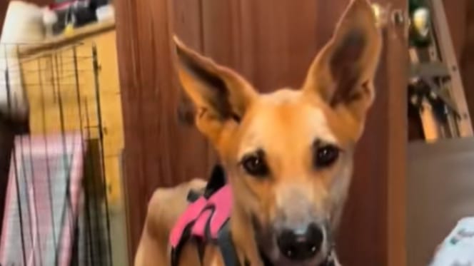 Macie la chienne