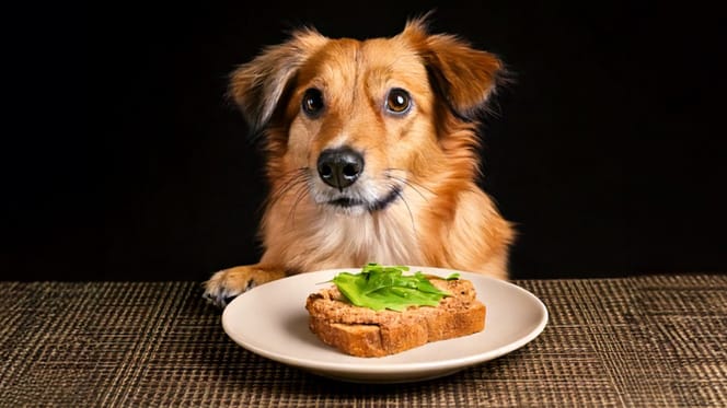 Mag een hond brood met leverpastei?