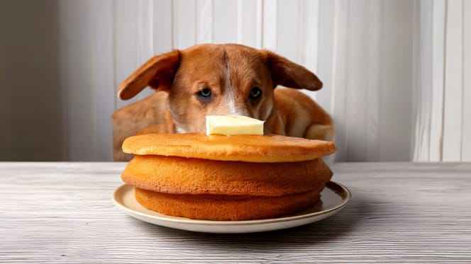 Mag een hond eierkoek eten?