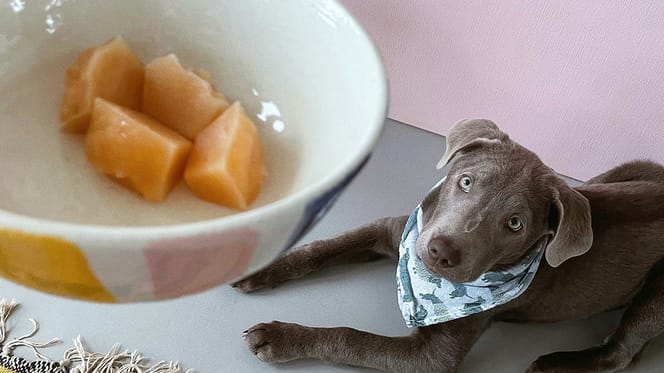 Mag een hond galiameloen eten?