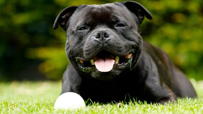 Mag een hond gras eten?