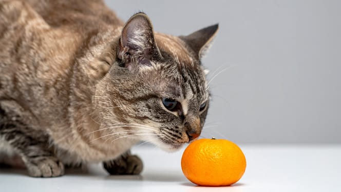 Mag een kat mandarijn eten?