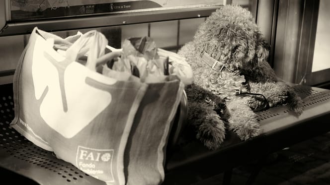 Mag een hond mee in de bus?