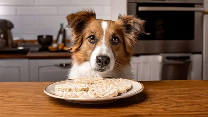 Mag een hond rijstwafel eten?