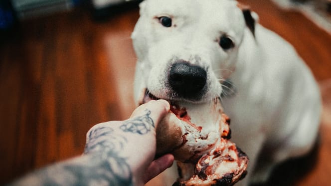 Mag een hond rosbief eten?
