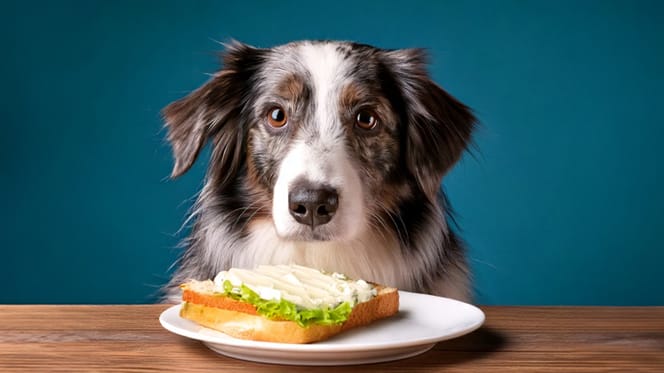 Mag een hond smeerkaas eten?