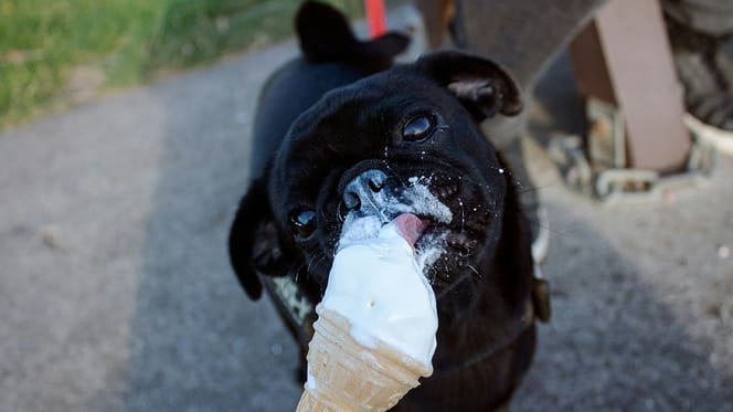 Mag een hond softijs eten?