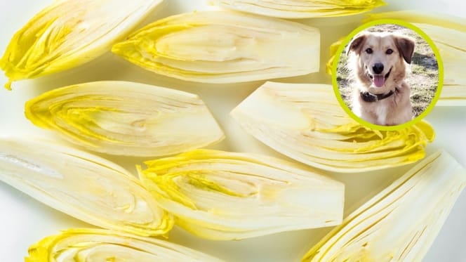 Mag een hond witlof?