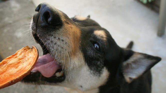 mag een hond zoete aardappel