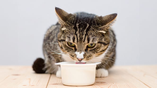 Mag een kat Griekse yoghurt eten?