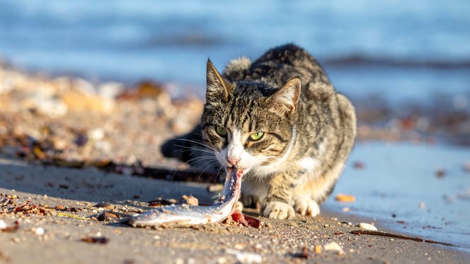 Mag een kat haring eten?