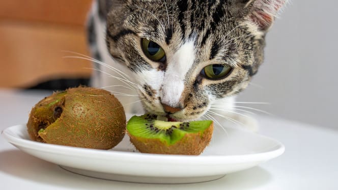 Mag een kat kiwi eten?