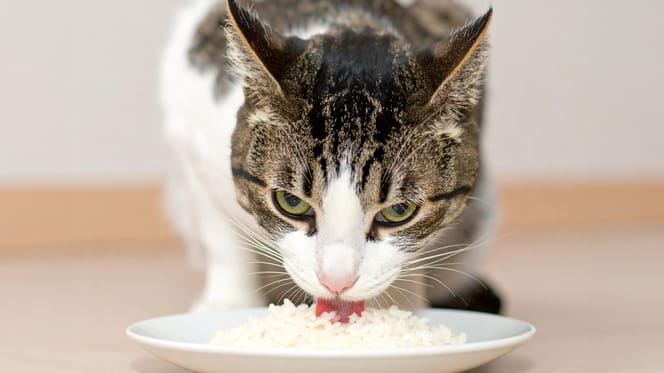 Mag een kat rijst eten?