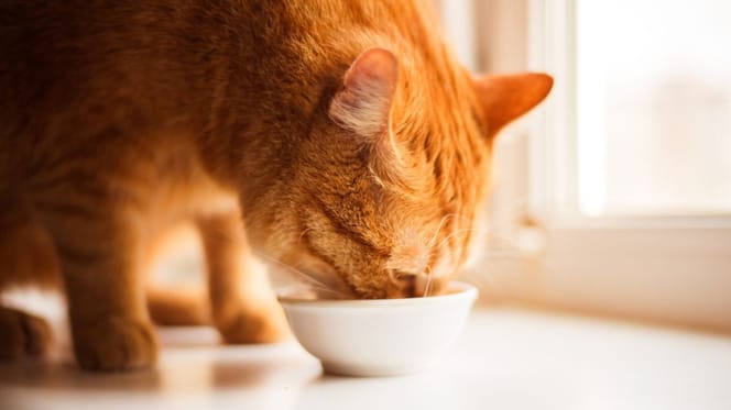 Mag een kat soep? En zo ja, wat is de lekkerste soep voor een kat