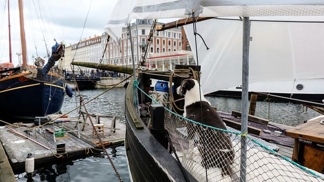 mag mijn hond mee naar Denemarken?