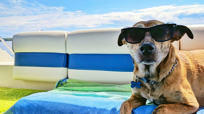 mag mijn hond mee naar een vakantiehuisje?