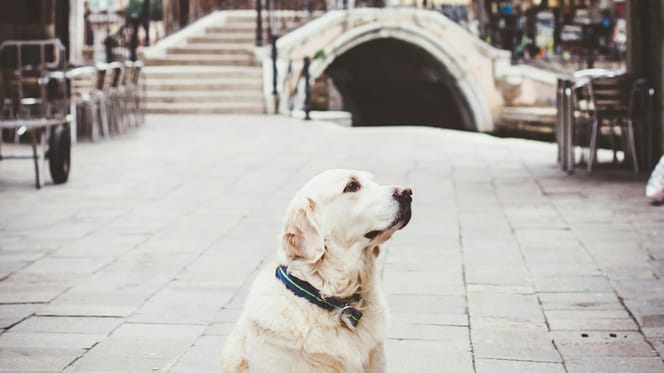 mag mijn hond mee naar Italië