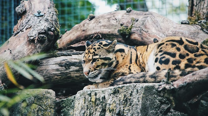 Mag mijn hond mee naar Ouwehands Dierenpark