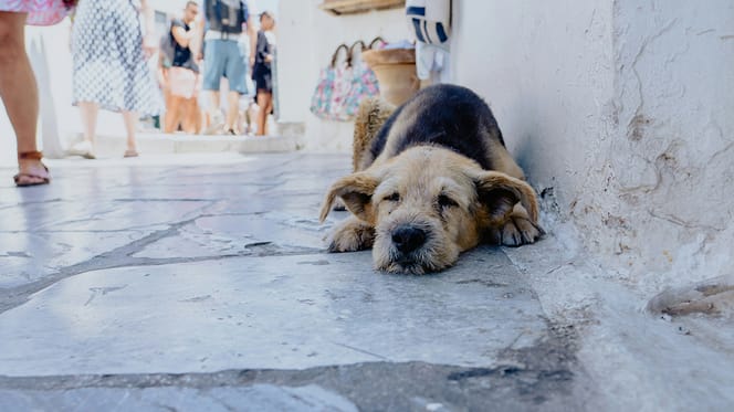 mag mijn hond mee op vakantie naar Griekenland