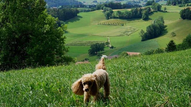 mag mijn hond mee op vakantie naar Zwitserland?
