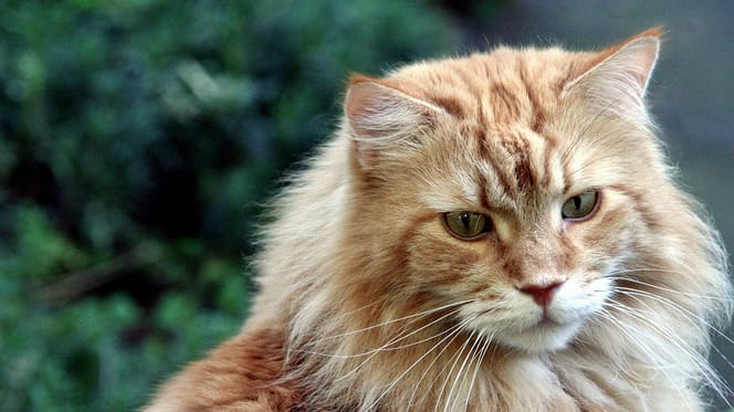 Maine Coon kat zien opgroeien in 18 seconden