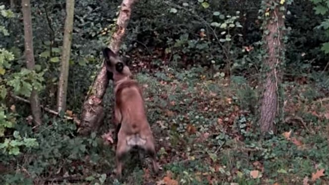 Malinois beißt in Baum