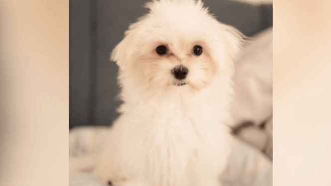 Maltese puppy staring at camera