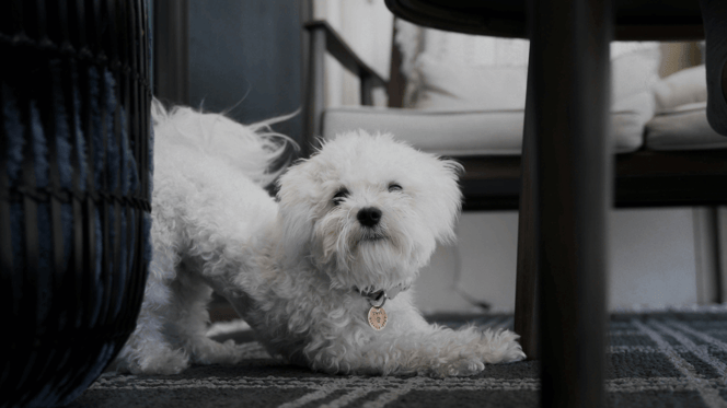 Maltese stretching in the living room
