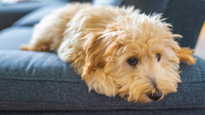 Maltipoo-Welpe auf dem Sofa