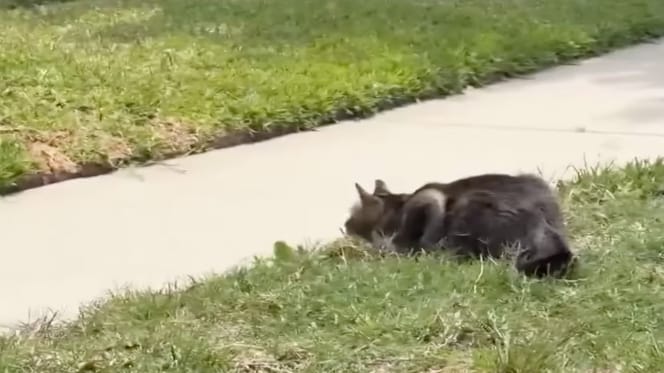 Die Katze Mama