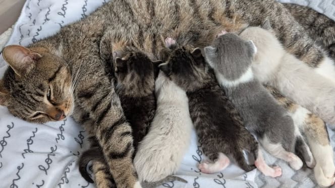 Maman chat et ses chatons