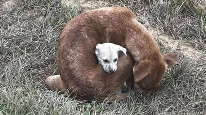 Mamma cane e il suo cucciolo