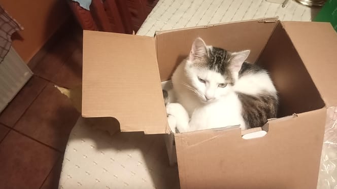 Man in Hongarije redt katten