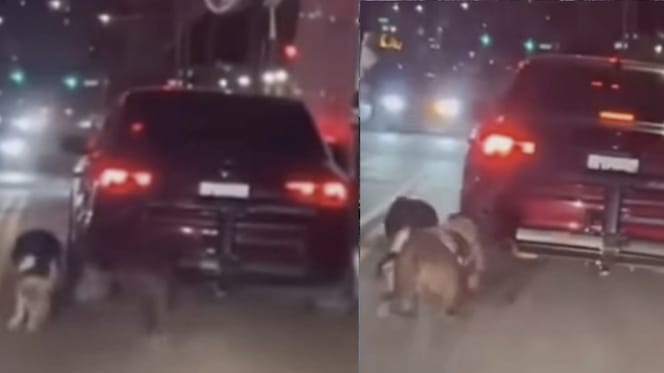 Man in New York bindt honden vast achter auto