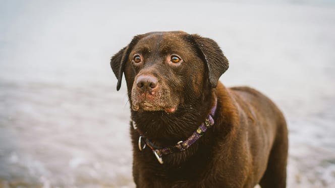 Man in Zeebrugge denkt dat zijn Labrador is verdronken