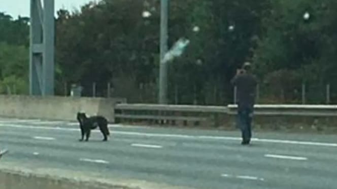 Man laat hond uit op snelweg