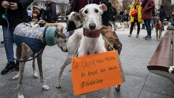 manifestacion-galgos-1-febrero