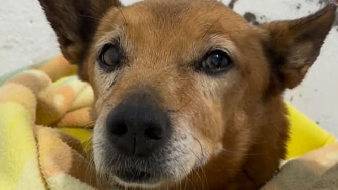 manoli-perrita-abuela-toledo