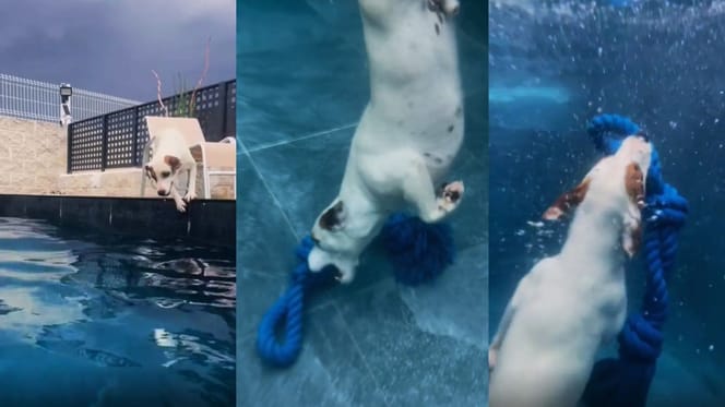 manolo-perro-buceador-TikTok