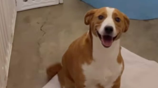Maple the dog