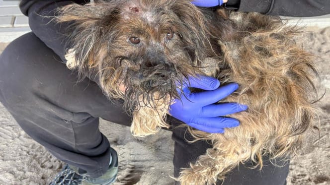 Marcelina - pies zombie