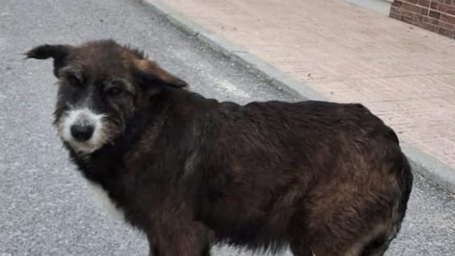 mari-cruz-perra-en-adopcion-granada