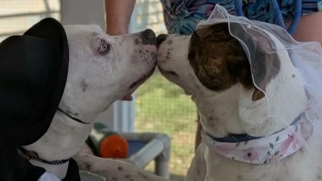 Matrimonio di cani
