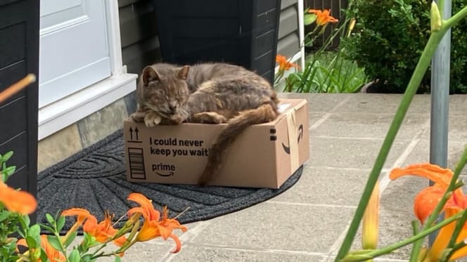 Maribel, the cat found on an Amazon parcel, is slowly recovering away from the busy shelter.