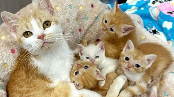 Marigold and her kittens