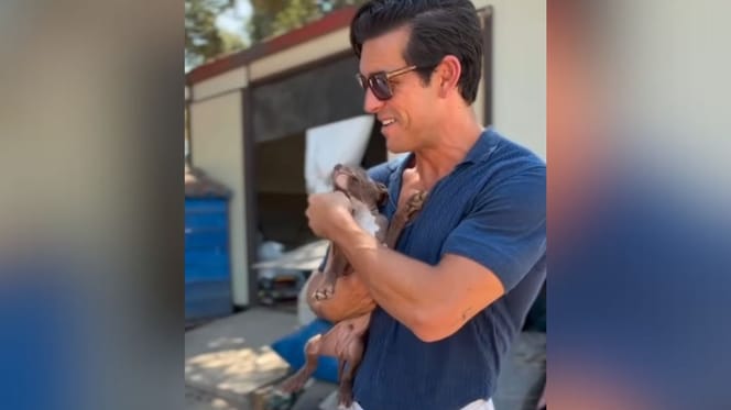 mario-casas-cachorro-protectora-doghorsecity