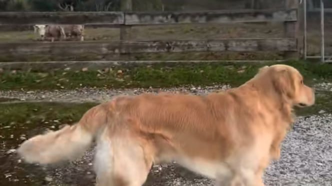 Marley le chien