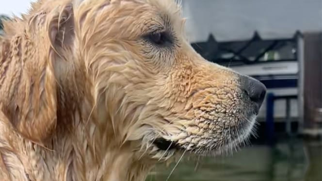 Golden Retriever Maverick nach dem Baden