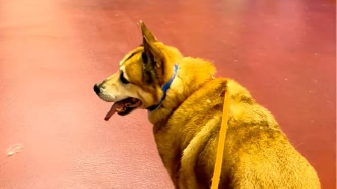 Tierheimhund Max