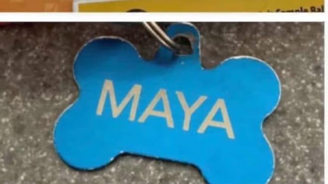 Maya la chienne